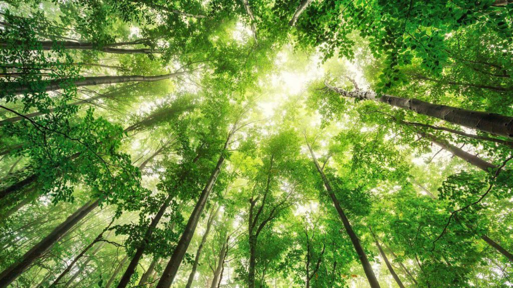 Treedom